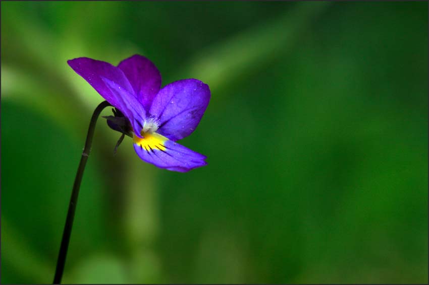 _61030meelespea