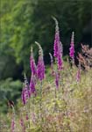_MG_4586a