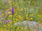 _MG_4603a